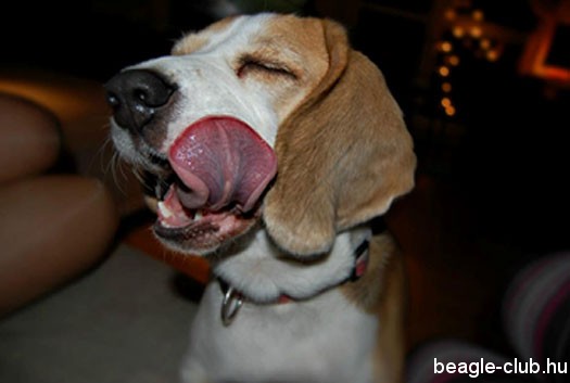 beagle-kutya-nyelv