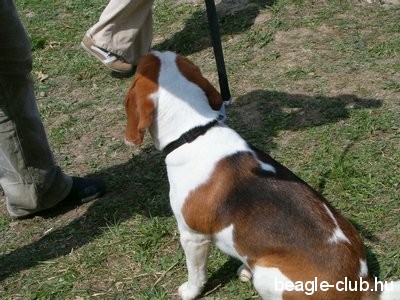 Beagle Találkozó Makkosmárián