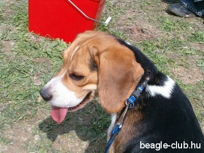 Beagle Találkozó Makkosmárián