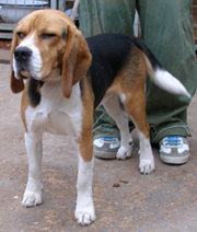 Beagle 