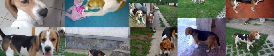 A BEAGLE-ért KHE. mentett kutyái, 2010