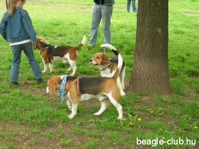 Debreceni Beagle Találkozó beagle kutya