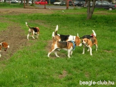 Debreceni Beagle Találkozó beagle kutya