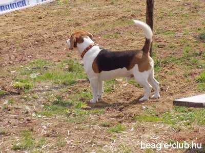 Beagle Találkozó Kutya Orfűn