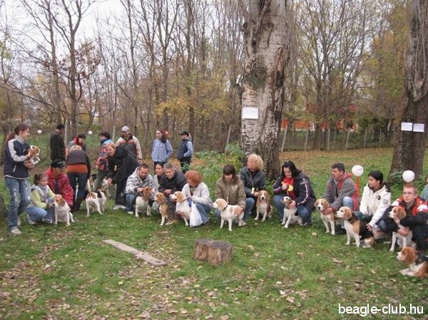 Balatonfüredi beagle kutya találkozó