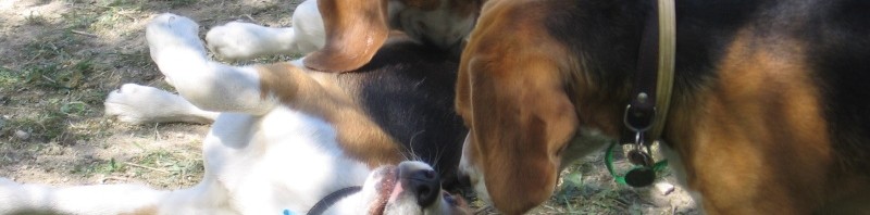 Beagle találkozó