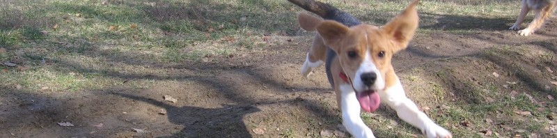 Beagle kutya szabadon