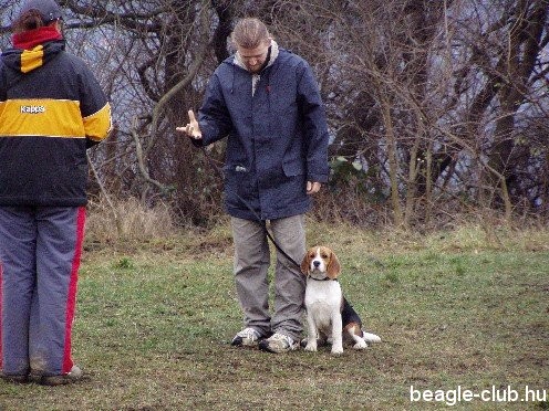 Regis beagle kutyaiskolában