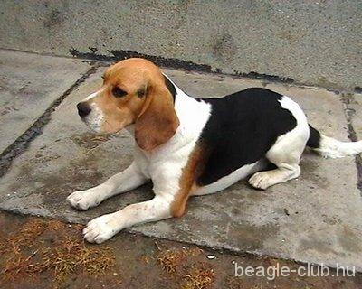 Perec tricolor beagle kutya