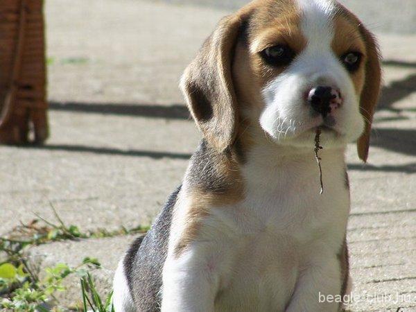 Bibike beagle kutya