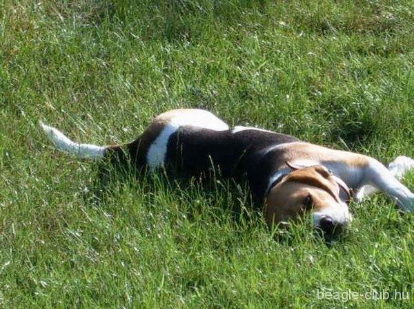 Bora tricolor beagle kutya