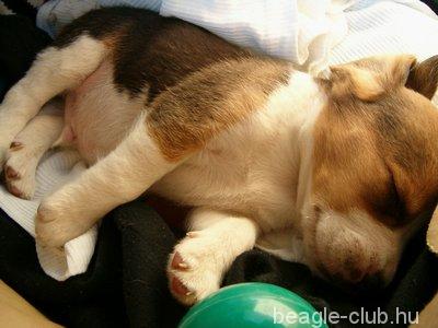 Tasli beagle kutya