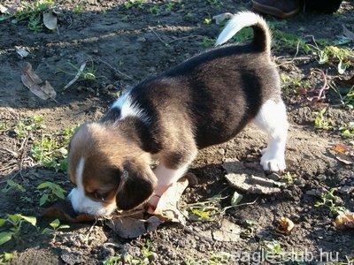 Tasli tricolor beagle kutya