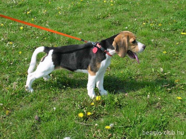 Maya beagle kutya 
