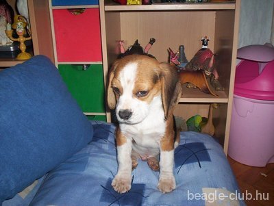Alex tricolor beagle kutya