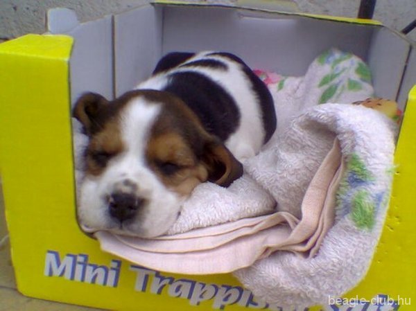 Alma tricolor beagle kutya