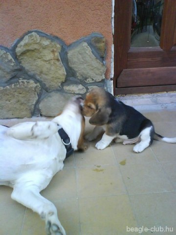 Alma beagle kutya
