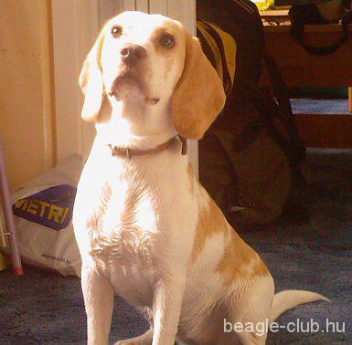 Amy bicolor beagle kutya