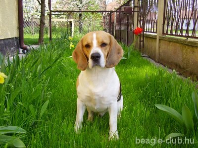 Apacs, a beagle