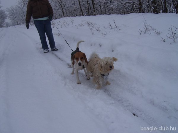 Arthur tricolor beagle séta a hóban