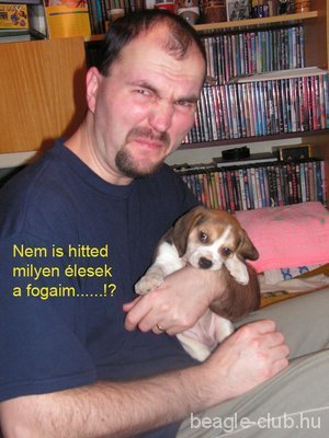 Artúr beagle kutya