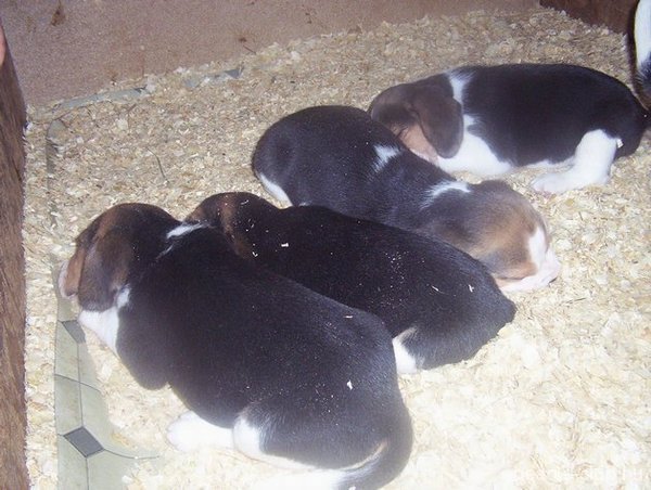 Aldo beagle kutya kiskutyái
