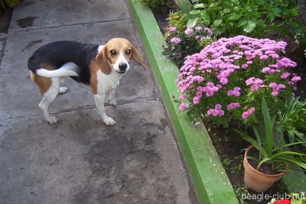 Arthur tricolor beagle kertben