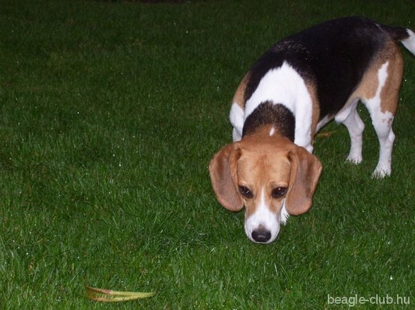Arthur tricolor beagle szaglásik