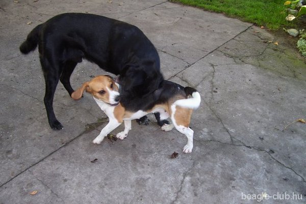 Arthur tricolor beagle játék