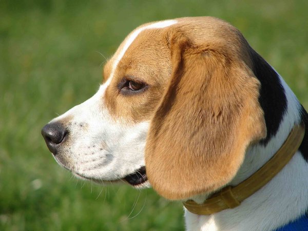 Liza Beagle kutya