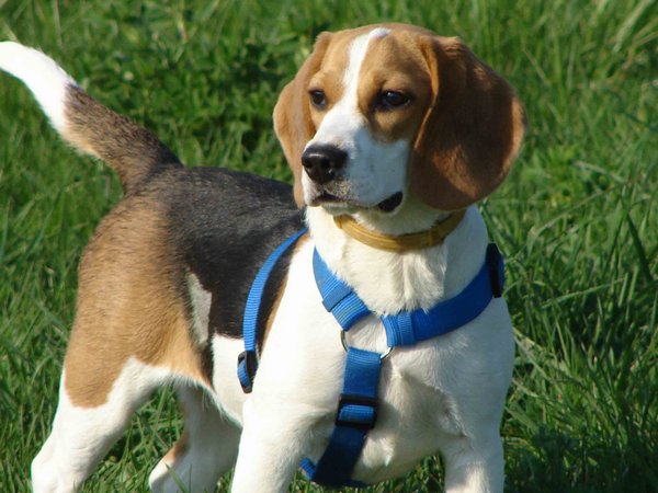 Liza tricolor beagle kutya figyel