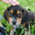 Beagle kutya