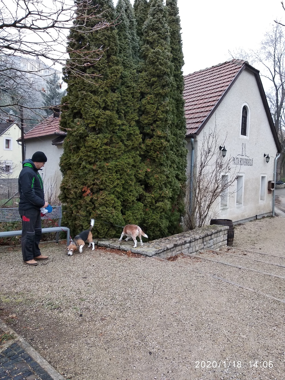 4. Beagle Korzó fotók - Szerelem Szigeten Veszprémben 