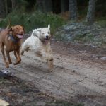 Magyar vizsla és pajtása