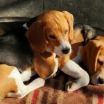 Két tricolor beagle kutya fekszik